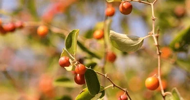 Ber Fruit in Sabarmati River